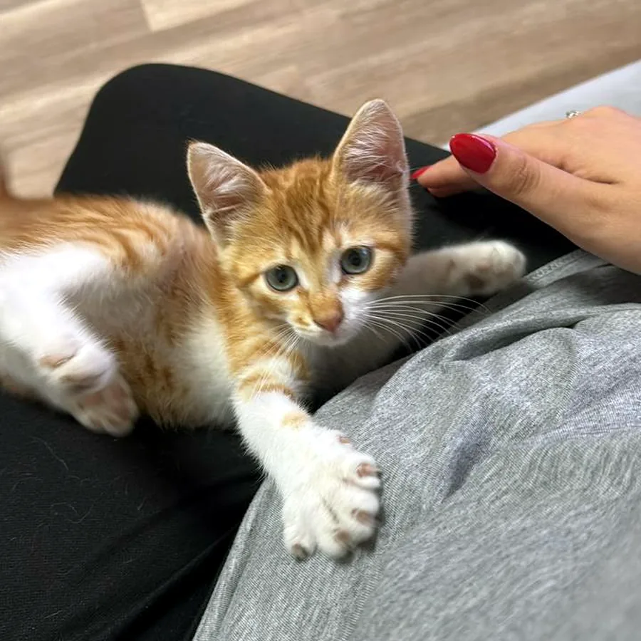 Котёнок 3 месяца в добрые руки