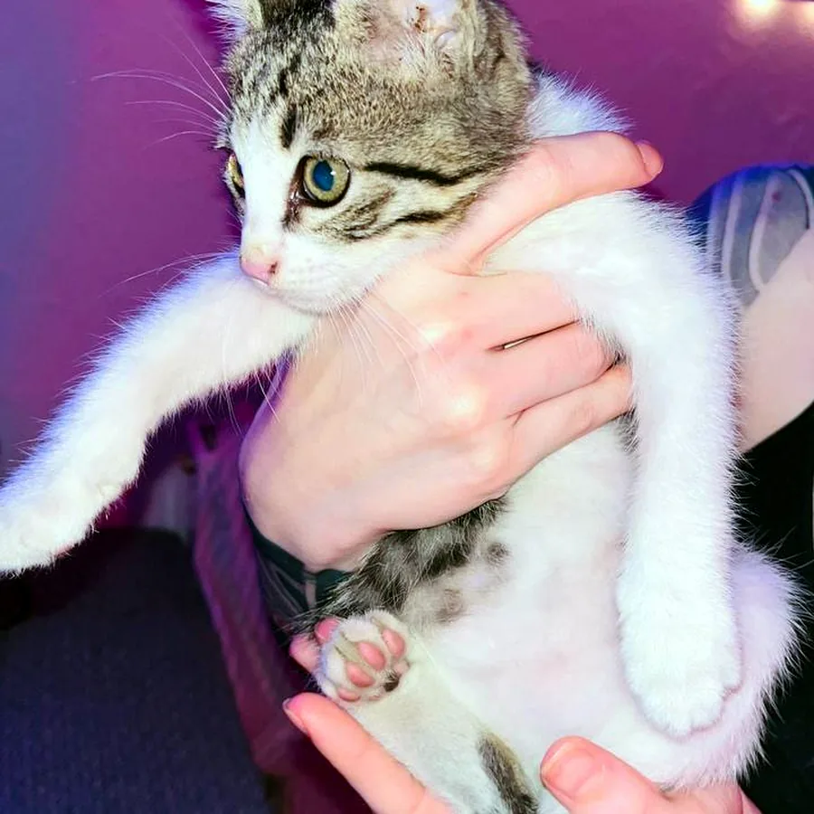 Котёнок в добрые руки, найден в подъезде